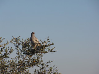 Afrika Tiere Natur