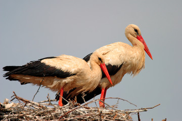 White Stork birds on a nest during the spring nesting period