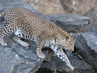 Afrika Tiere Natur