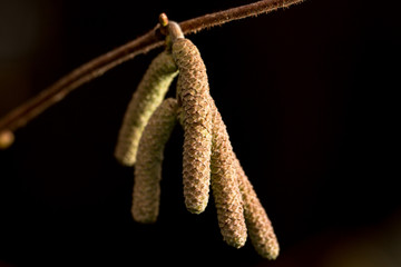 spring arrived early...