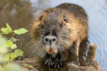 Are you a nutria too? No? Do you have food?