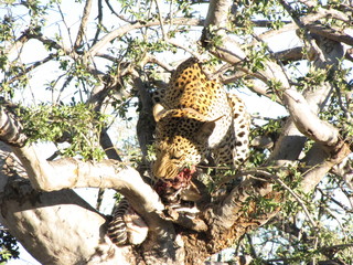 Afrika Tiere Natur