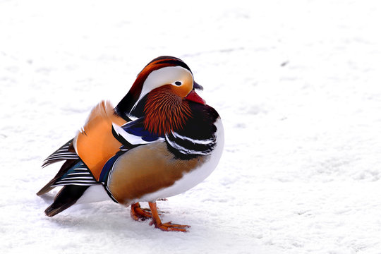 Single male Mandarin Duck bird on snow during a winter period