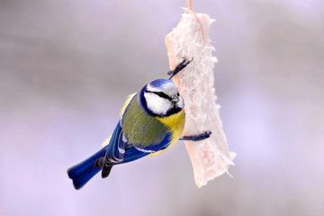 Single Blue tit bird feeding on a pork fat during a winter period © Art Media Factory