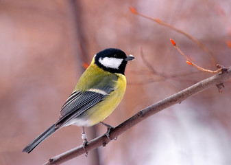 Single Great tit bird on a tree branch during a spring nesting period © Art Media Factory
