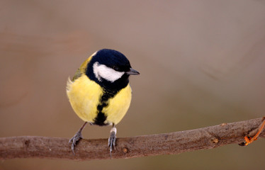 Single Great tit bird on a tree branch during a spring nesting period