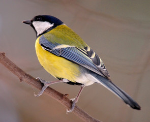 Single Great tit bird on a tree branch during a spring nesting period © Art Media Factory
