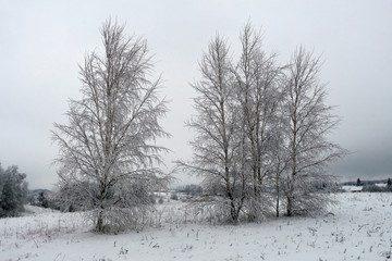 Beautiful winter landscape with snow-covered trees and fog.