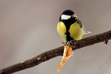 Single Great tit bird on a tree branch during a spring nesting period © Art Media Factory