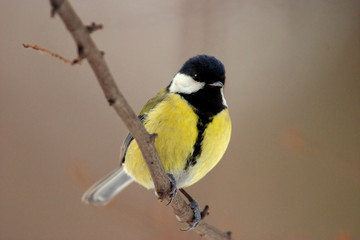 Single Great tit bird on a tree branch during a spring nesting period © Art Media Factory