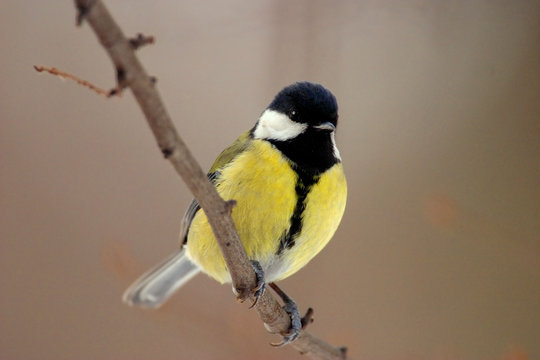 Single Great tit bird on a tree branch during a spring nesting period