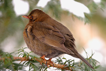 Single female Blackbird bird on a tree branch during a winter period