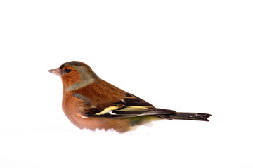 Single male Chaffinch bird on a snowy ground during a winter period