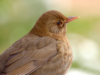 Single female Blackbird bird on a tree branch during a spring nesting period