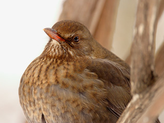 Single female Blackbird bird on a tree branch during a spring nesting period