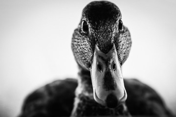 Frontalportrait Stockente von vorn