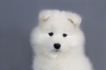 Samoyed puppy posing in the studio grey background. Show puppy.