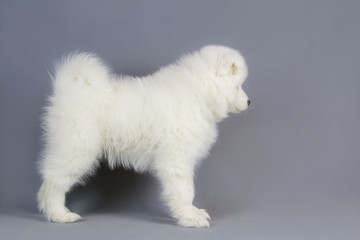 Samoyed puppy posing in the studio grey background. Show puppy.