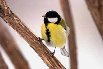 Single Great tit bird on a tree branch during a spring nesting period © Art Media Factory