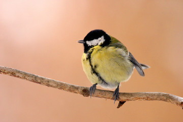 Single Great tit bird on a tree branch during a spring nesting period © Art Media Factory
