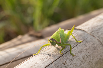 Baby of green giant katydid on leaf with natural background