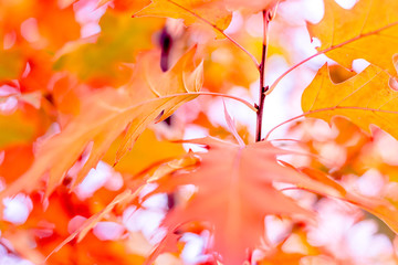 Yellow oak leaves against the sun, change of season