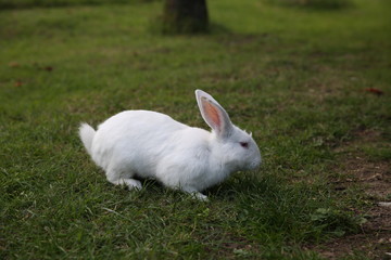 white rabbit in the grass