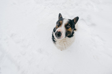 Portrait from above of kind human`s friend - faithful dog looking up at owner with funny smiling muzzle and ready to play. Cute puppy showing tongue and waiting for food. Happy pet in snow outdoor.