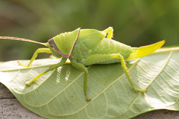 Baby of green giant katydid on leaf with natural background