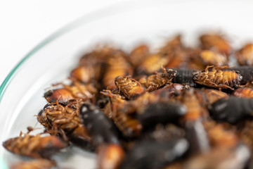 Close-up cockroach for study finding parasites in laboratory.