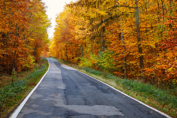 Autumn Road