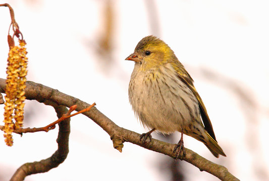 Single male Siskin bird on a tree branch during a spring nesting period