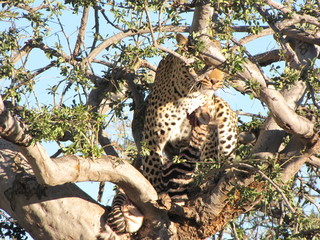 Afrika Tiere Natur