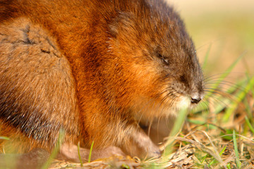 Single Muskrat rodent on a grassy Biebrza river wetlans during the early spring mating period