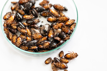 Close-up cockroach for study finding parasites in laboratory.