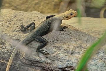Reptilien, #9216