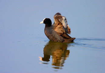 Fototapeta premium Single Coot bird swimming on water surface of wetlands during a spring nesting period