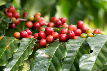 Coffee berry ripening on a tree