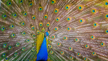 Fototapeta premium Peacock