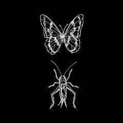 곤충 일러스트 / 손으로 그린 곤충 스케치