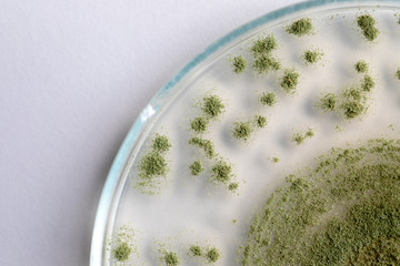 Close up of Aspergillus oryzae is a filamentous fungus, or mold that is used in food production,...