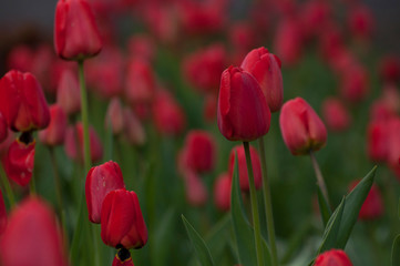 Obraz premium red tulips in the garden