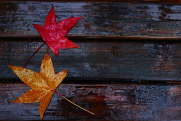 autumn leaf on wooden surface