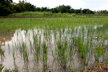 Organic Rice plantation, paddy field Agriculture