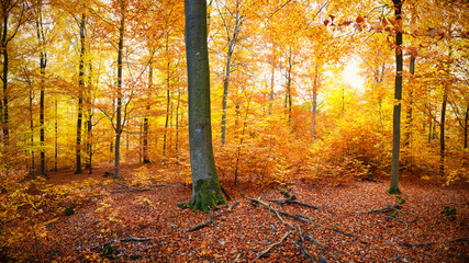 Naklejka na ściany i meble Colorful Woodland in Autumn Time
