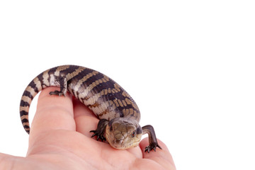 Australian Baby Eastern Blue Tongue Lizard closeup isolated on white background with copy space at...