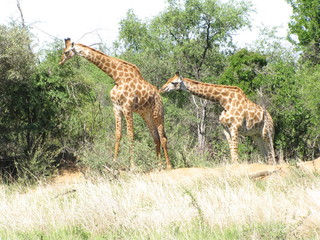 Afrika Tiere Natur