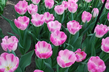 Tulip Detsit (Triumph Group) grown in the park. Spring time in Netherlands. 