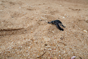 Newborn baby sea turtle on a beach in Sri Lanka