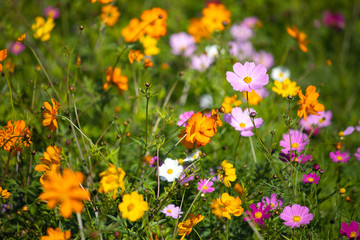 Obraz premium Colourful Cosmos flowers are blooming in the field when Autumn season is coming. It is very beautiful when blossom in the field.